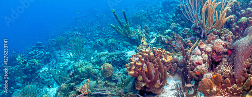 Obraz na płótnie Caribbean coral garden, Bonaire w salonie