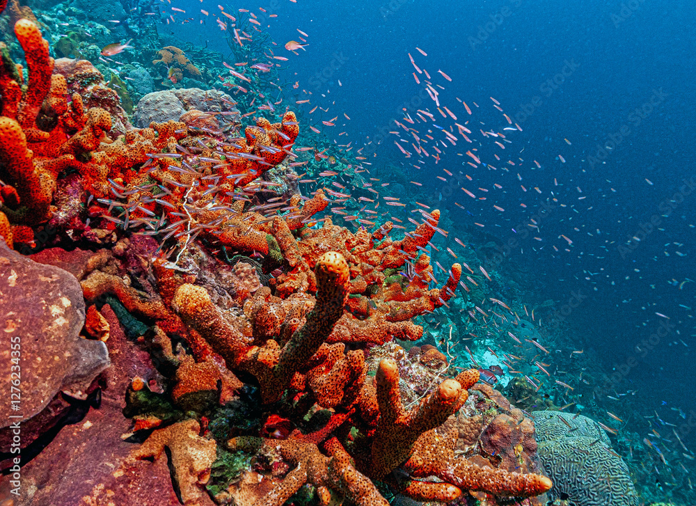 Caribbean coral garden, Bonaire