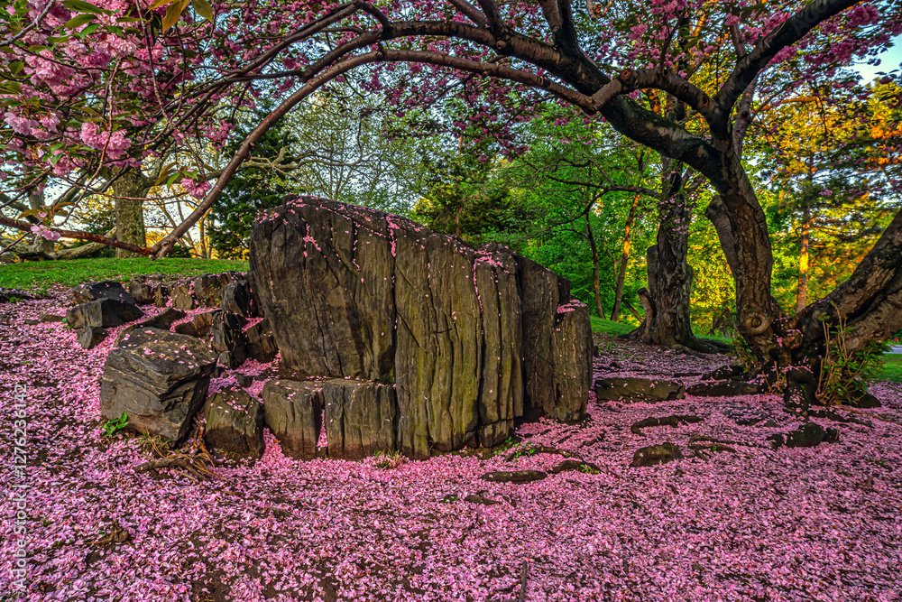Central Park in spring, Cherry trees in Spring