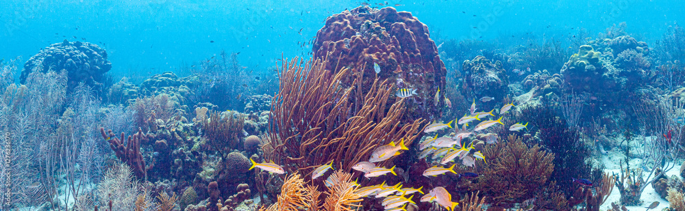 Caribbean coral garden, Bonaire