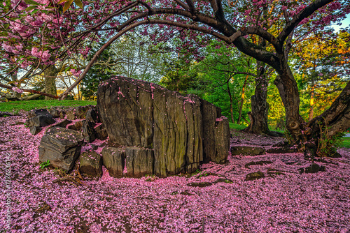 Obraz na płótnie Central Park in spring, Cherry trees in Spring w salonie