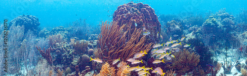 Caribbean coral garden, Bonaire
