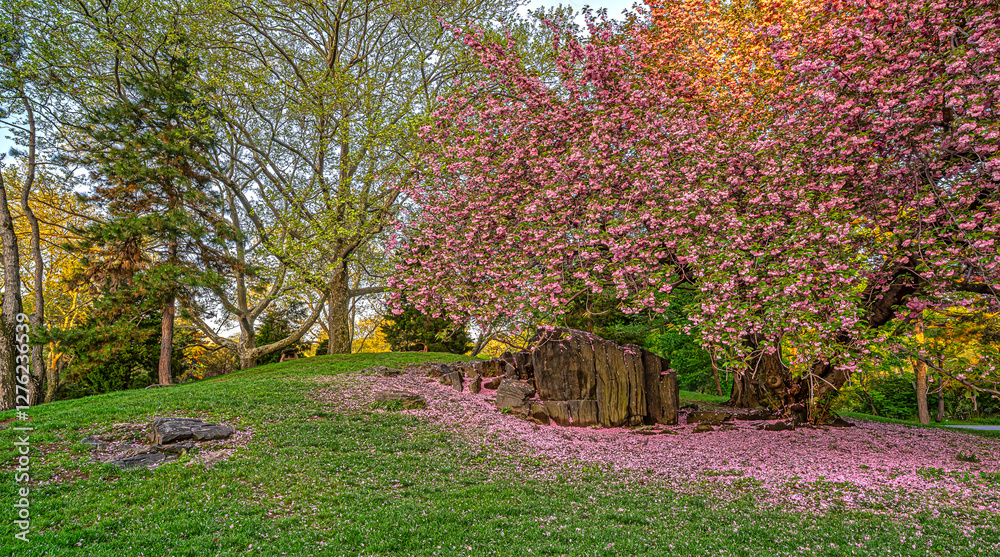 Central Park in spring, Cherry trees in Spring