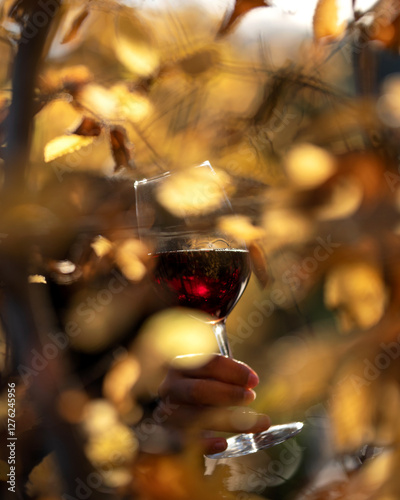 Red wine in glass in hand in autumn. Wineglass. Wine tasting. Aperitif. Alcohol beverage. Ruby wine. Drink concept. Blurred golden foliage, fall season. Copy space. Warm atmosphere, golden bokeh.