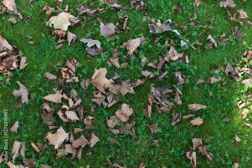 Feuilles mortes en automne