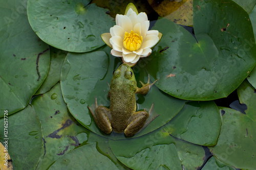 An American bullfrog sitting on a lily pad near a white water lily flower photo