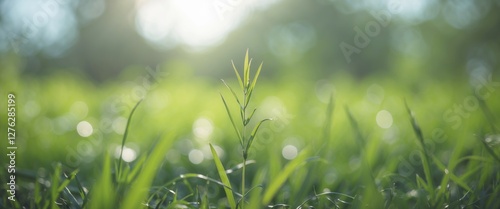 Close-up of green grass with a single blade standing out under soft sunlight in a blurred natural background photo