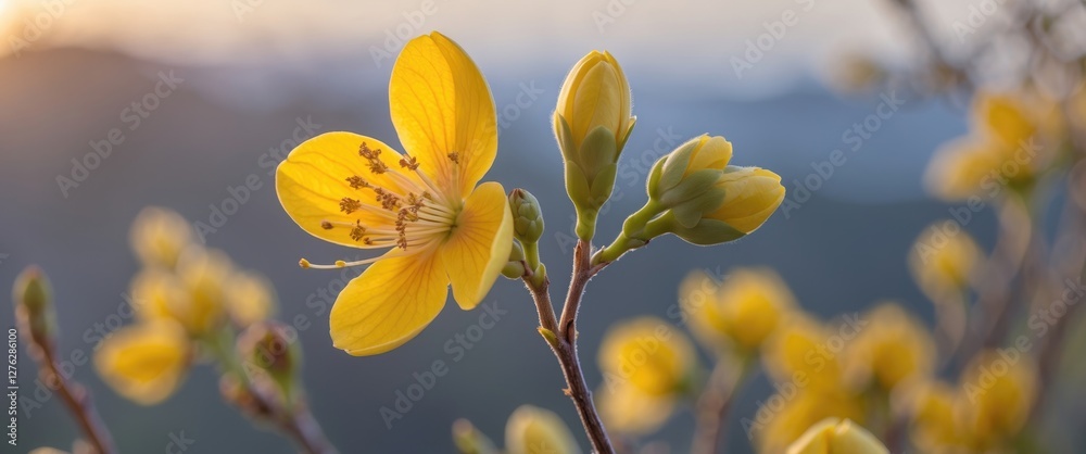 Fototapeta premium Yellow flowers on branch with buds against blurred background during sunset light in natural environment