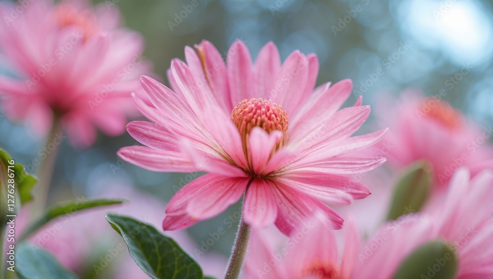 Obraz premium Close-up of pink daisies with soft focus background and vibrant green leaves under natural light in a garden setting.