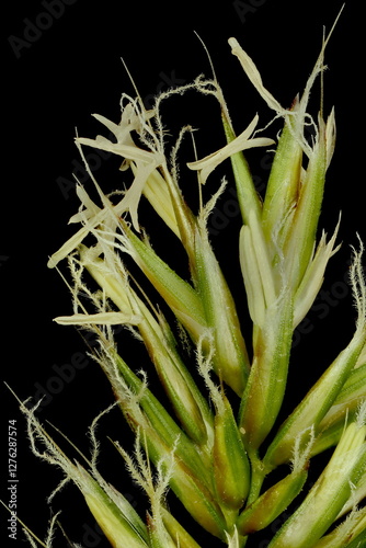 Sweet Vernal Grass (Anthoxanthum odoratum). Inflorescence Detail Closeup photo