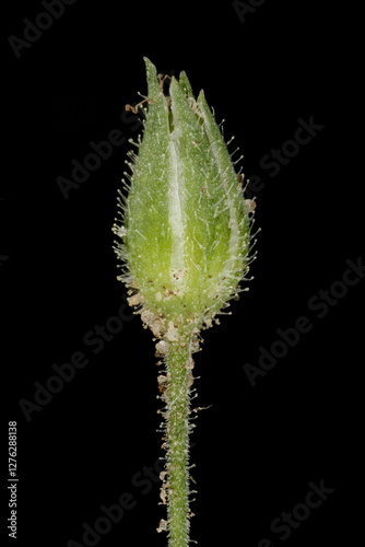 Thyme-Leaf Sandwort (Arenaria serpyllifolia). Floral Bud Closeup photo