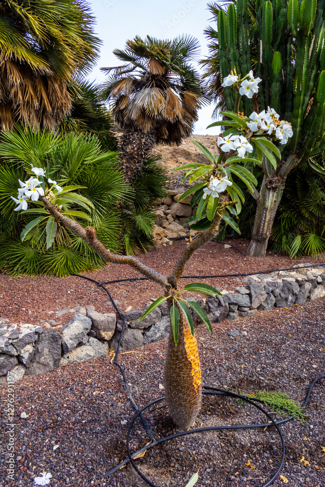 Close up view of bloomimg Pachypodium lamerei Drake