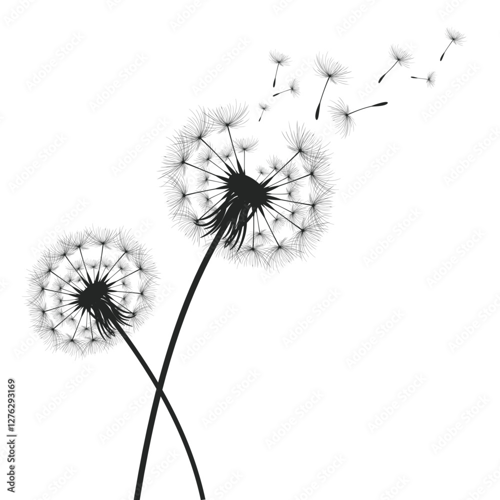 Vector illustration dandelion time. Black Dandelion seeds blowing in the wind. The wind inflates a dandelion isolated on a white background.