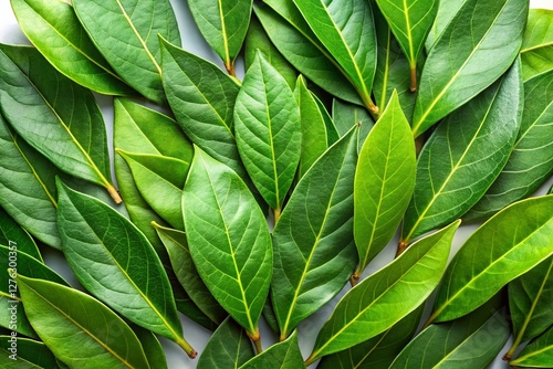 Panoramic View of Isolated Laurel Leaves - Lush Green Foliage Background