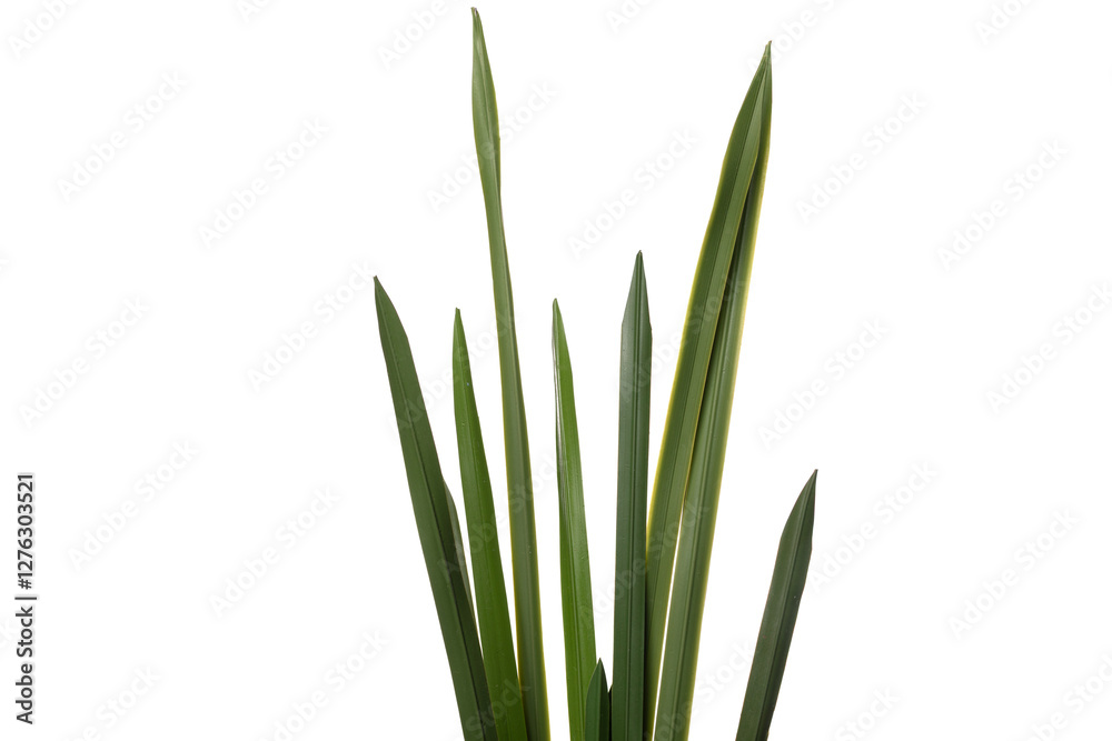 Silicone and latex artificial plants with long green leaves for home or office decoration
