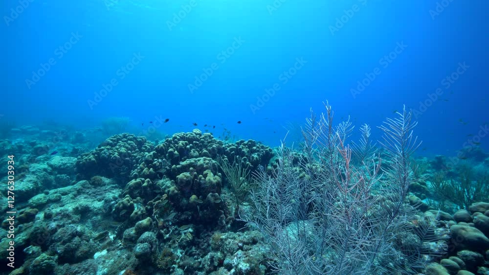 Undersea, Soft Coral in the Caribbean Sea Undersea, Soft Coral in the Caribbean Sea