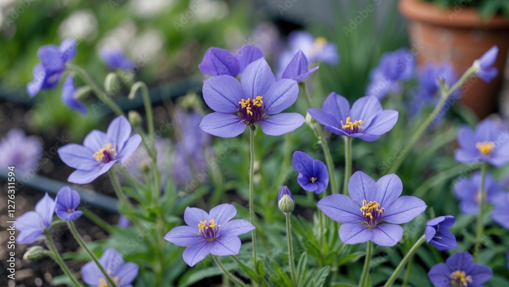 Purple flowers blooming in a garden with green foliage and a blurred background of additional plants and a terracotta pot. Purple flowers blooming in a garden with green foliage and a blurred background of additional plants and a terracotta pot.