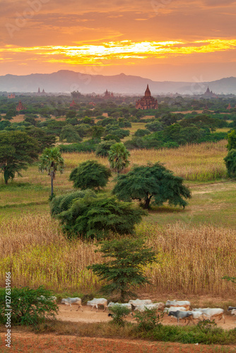 The Temples of bagan, Bagan, Myanmar