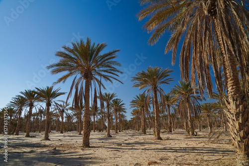 Douz,la porta del deserto, villaggio situato ai margini del Deserto del Sahara. Tunisia