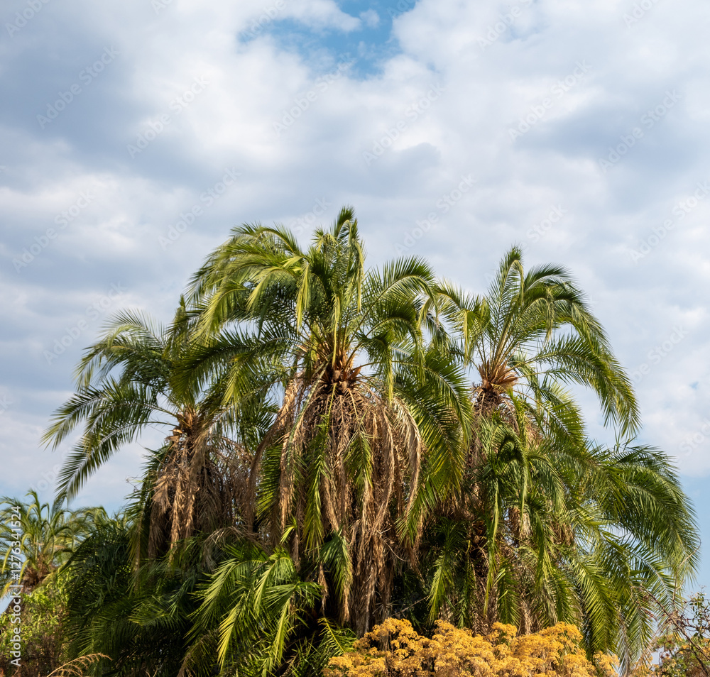 Obraz premium Palm trees against blue cloudy sky background
