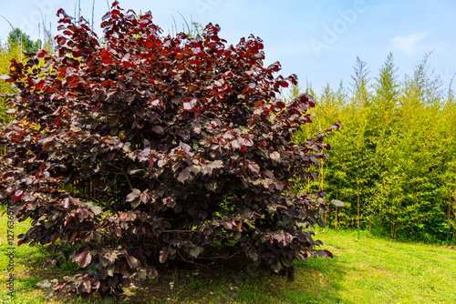 Ornithological park is located in Adler (Sirius). Large bush of purple hazel  with deep purple leaves stands prominently in lush green field, contrasting beautifully against bright blue sky.