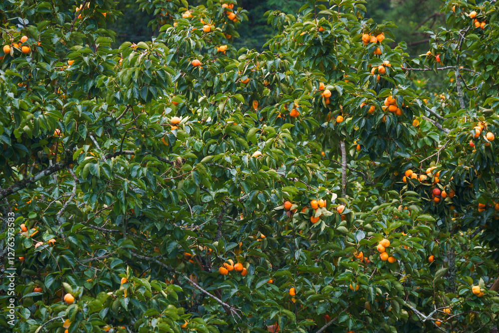 Persimmon tree fresh fruit that is ripened is hanging on the branches in the plant garden is juicy fruit and ripe fruit with persimmon trees lovely crisp juicy sweet hard crisp varieties. Persimmon tree fresh fruit that is ripened is hanging on the branches in the plant garden is juicy fruit and ripe fruit with persimmon trees lovely crisp juicy sweet hard crisp varieties.