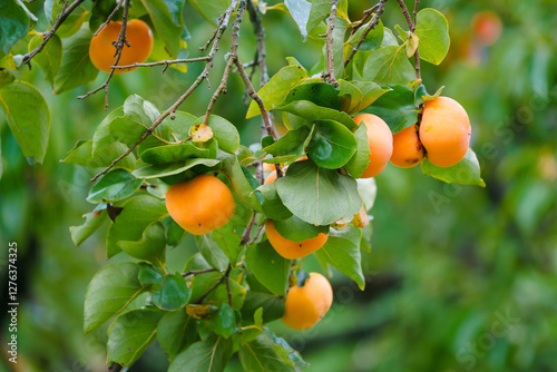 Persimmon tree fresh fruit that is ripened is hanging on the branches in the plant garden is juicy fruit and ripe fruit with persimmon trees lovely crisp juicy sweet hard crisp varieties.