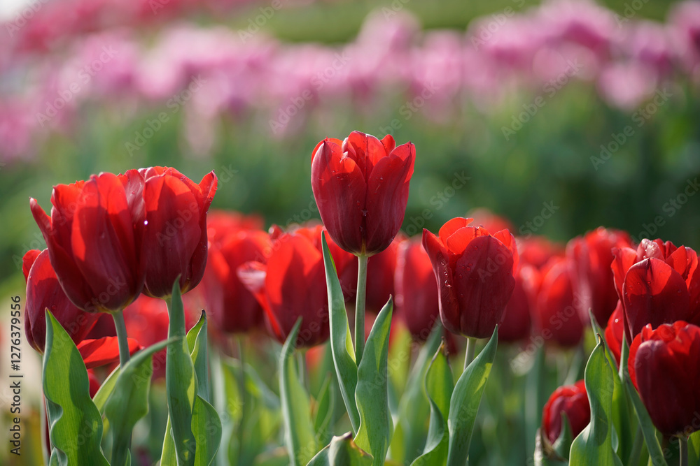 Obraz premium Field of red and pink tulip flowers