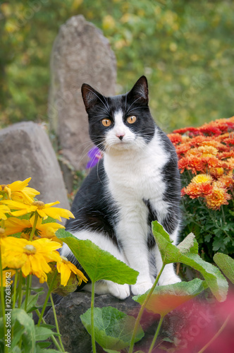 Adorable cat, tuxedo pattern black and white bicolor, European Shorthair, sitting curiously in a colorful flowerbed in a beautiful garden, Germany   photo