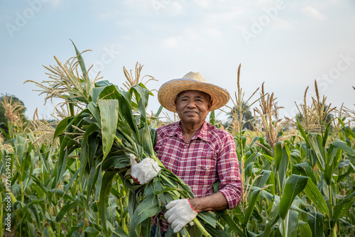 Senior Asian farmer or worker carrying corn stalks on his shoulder standing in corn field.
