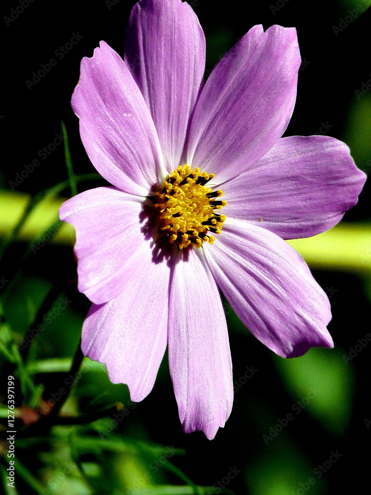 pink cosmos flower on a natural background pink cosmos flower on a natural background