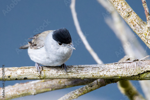 Männchen der Mönchsgrasmücke (Sylvia atricapilla)	 photo