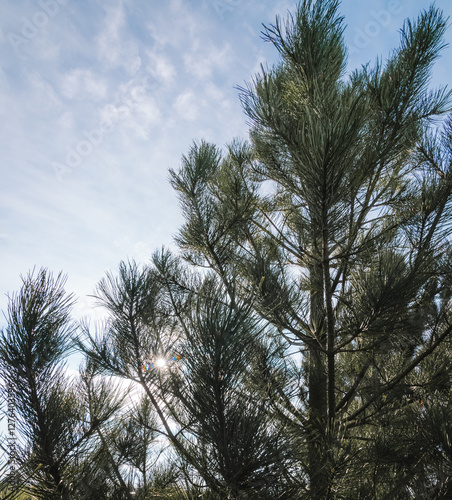 The upper branches of a black pine tree against a blue sky background and sunlight shining through the branches. photo