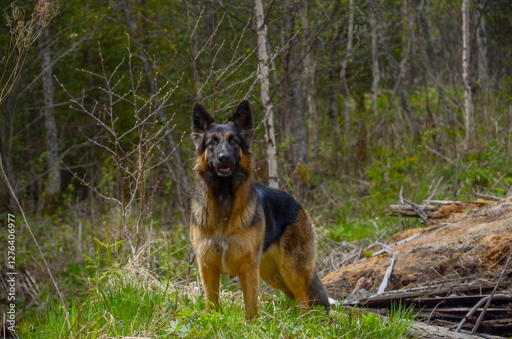 German Shepherd standing in the forest, German Shepherd portrait German Shepherd standing in the forest, German Shepherd portrait