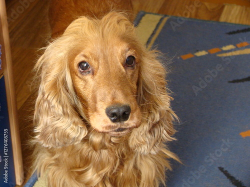 Obraz na płótnie Red English Cocker Spaniel, portrait, front view