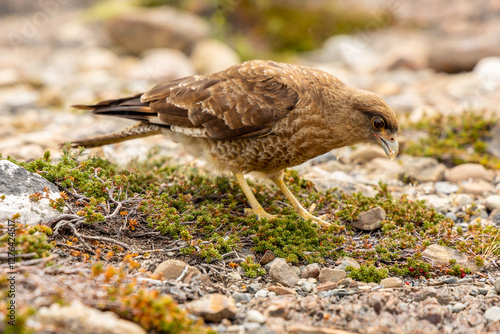 The chimango caracara also known as chimango or tiuque, Milvago chimango is a species of bird of prey in the family Falconidae, the falcons and caracaras found in Argentina, Bolivia, Brazil, Chile, Pa