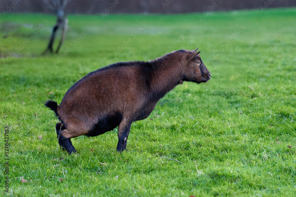Close-up of a brown goat defecating in a grassy field, with a blurred tree and fence in the background. Close-up of a brown goat defecating in a grassy field, with a blurred tree and fence in the background.
