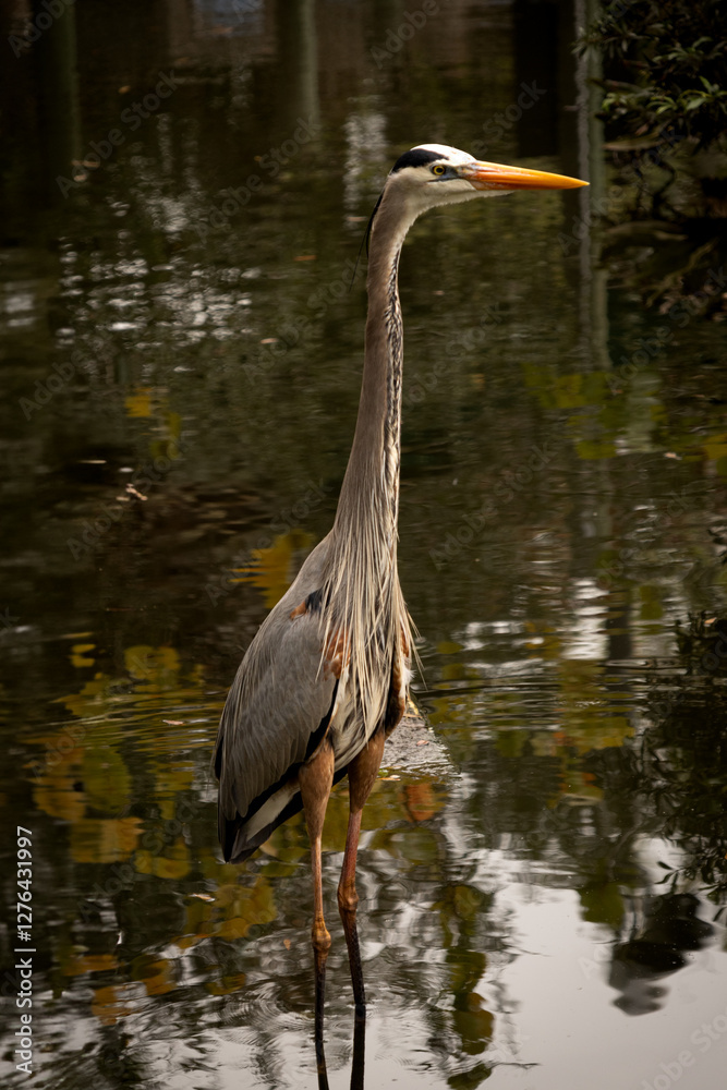 Gray heron on lake in zoo Gray heron on lake in zoo