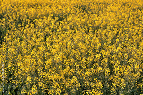 A vast field of bright yellow canola flowers stretches across the landscape.