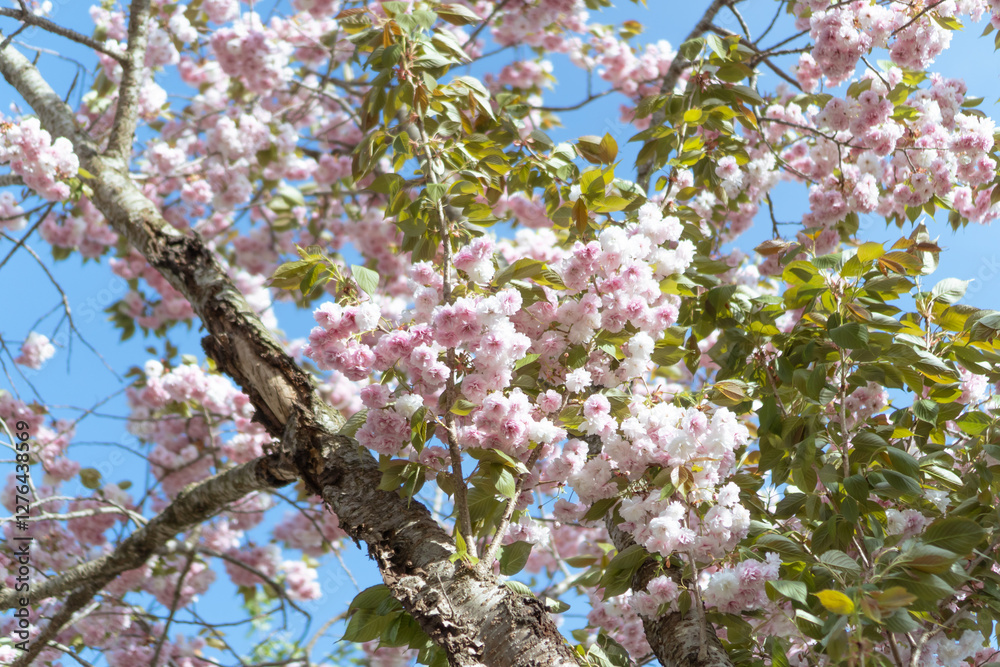 Obraz premium cherry blossom in spring