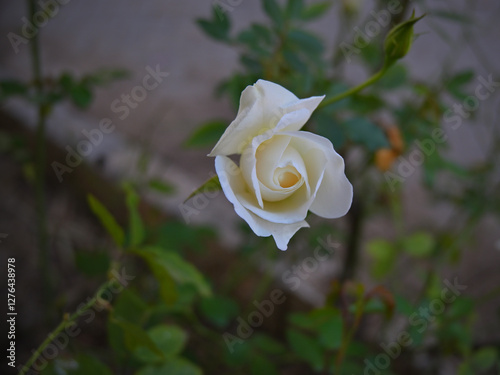 A delicate white rose in full bloom with gently curled petals, set against a blurred background of green foliage.