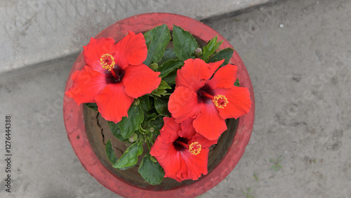 Red hibiscus flowers bloom on a green leafy plant, positioned in a red pot.