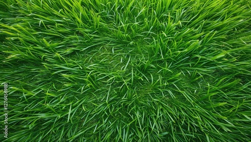 Green grass texture filling the frame with lush blades creating a natural pattern in sunlight from an aerial perspective photo