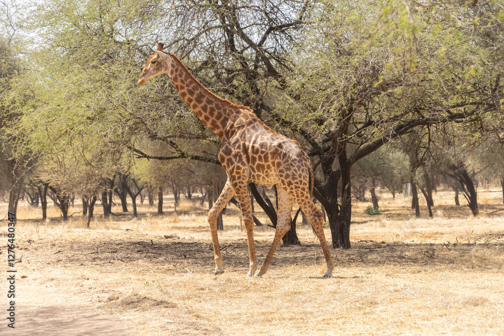 Naklejka premium Riserva naturale di Bandia in senegal