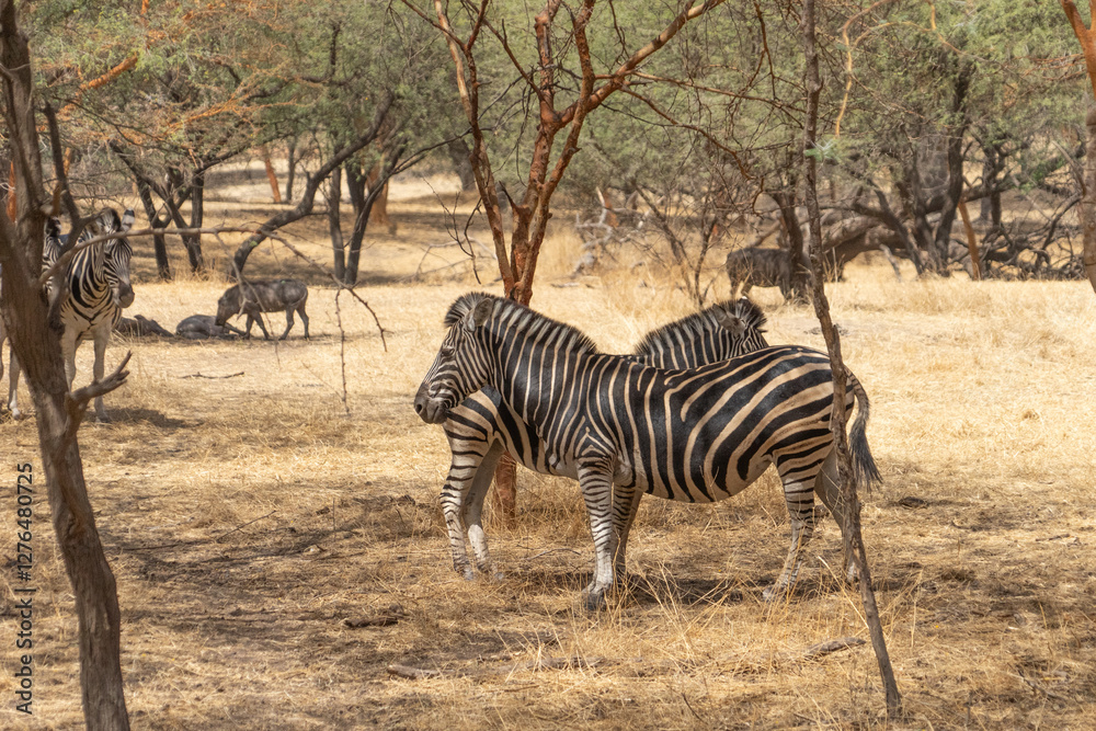 Obraz premium Riserva naturale di Bandia in senegal