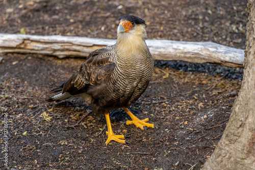 Obraz na płótnie Crested caracaras bird genus in the family Falconidae and the subfamily Polyborinae