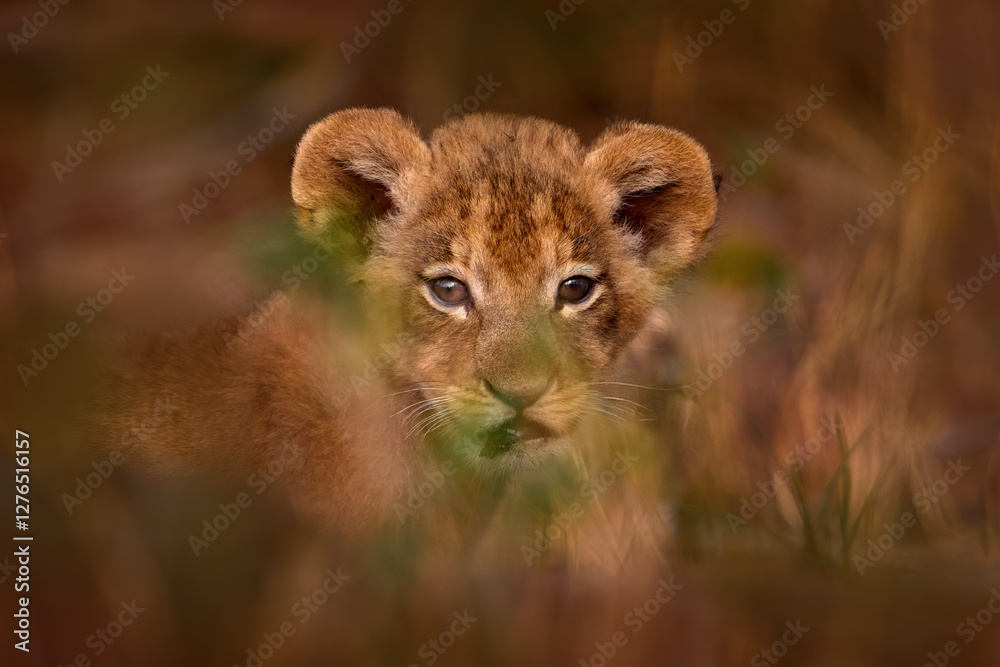 Fototapeta premium Young kitten lion cute portrait. Botswana wildlife. Lion close-up. Animal in fire burnt place, lion lying in the black ash and cinders, Savuti, Chobe NP in Botswana.