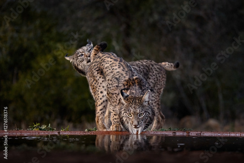 Courtship sniffingc ouple pair of wild carts. Iberian lynx, Lynx pardinus, wild cat endemic to Iberian Peninsula in southwestern Spain in Europe. Rare cat walk in the nature habitat. Spain wildlife. photo