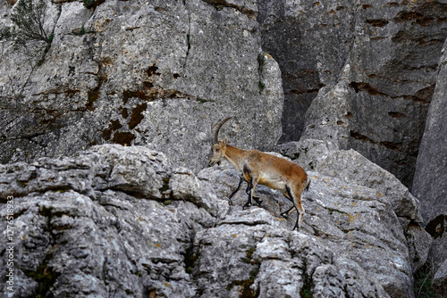 Iberian ibex, Capra pyrenaica, wild goat in the nature habitat, El Torcal de Antequera nature reserve in Andalusia, Spain. Spanish ibex portrait on the rock in the mountain, Europe wildlife nature.