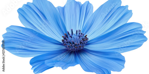 chary flower isolated on transparent background photo